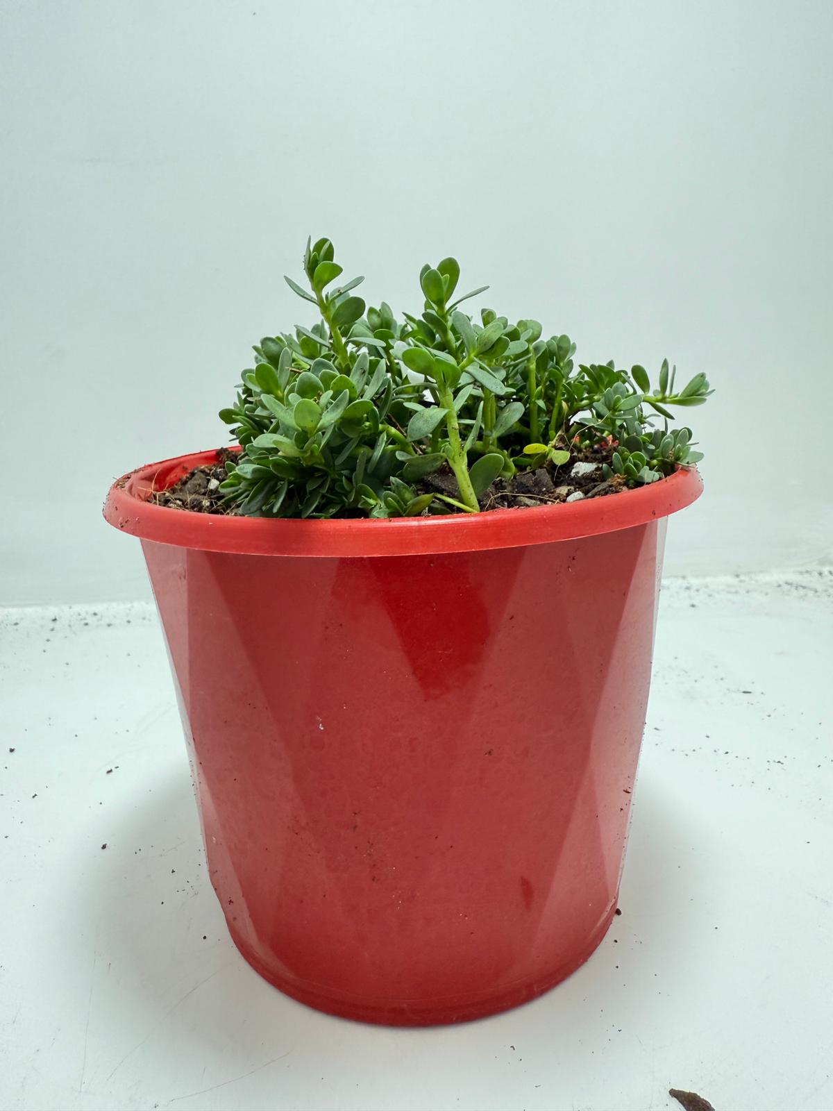 Brahmi (Bacopa Monnieri ) Brain tonic “Lunuwila” - 130mm