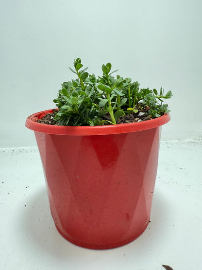 Brahmi (Bacopa Monnieri ) Brain tonic “Lunuwila” - 130mm