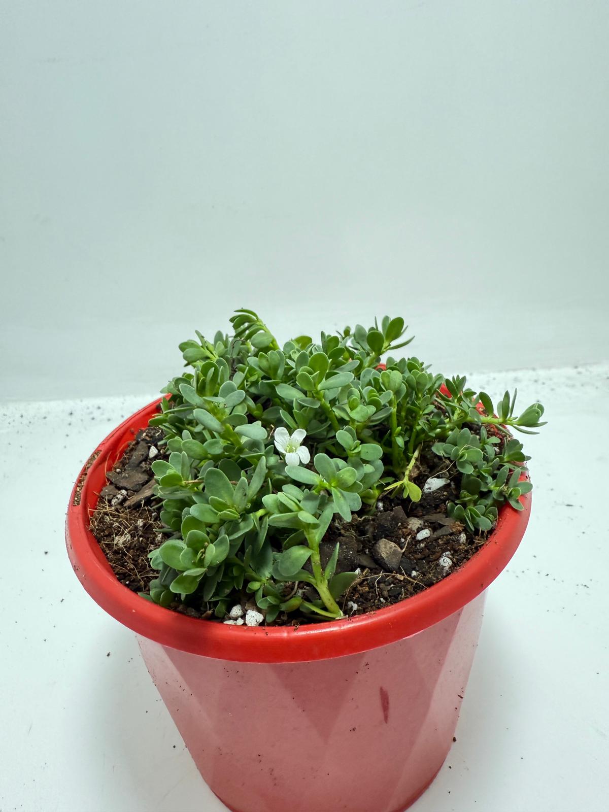 Brahmi (Bacopa Monnieri ) Brain tonic “Lunuwila” - 130mm