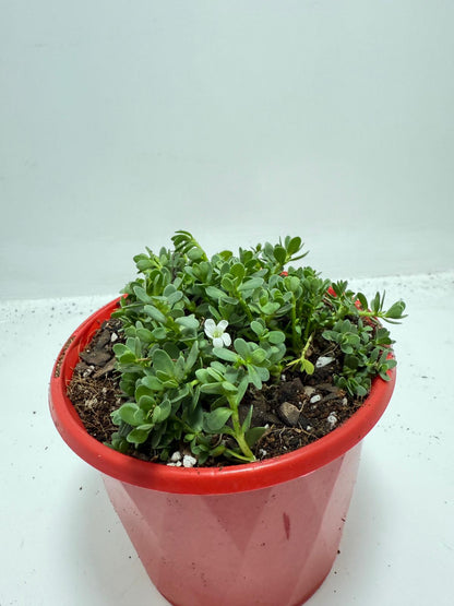 Brahmi (Bacopa Monnieri ) Brain tonic “Lunuwila” - 130mm