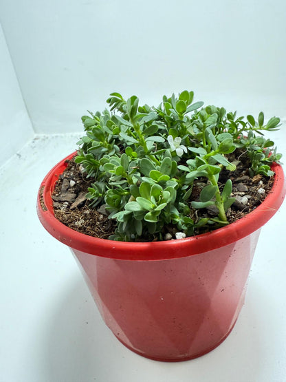 Brahmi (Bacopa Monnieri ) Brain tonic “Lunuwila” - 130mm