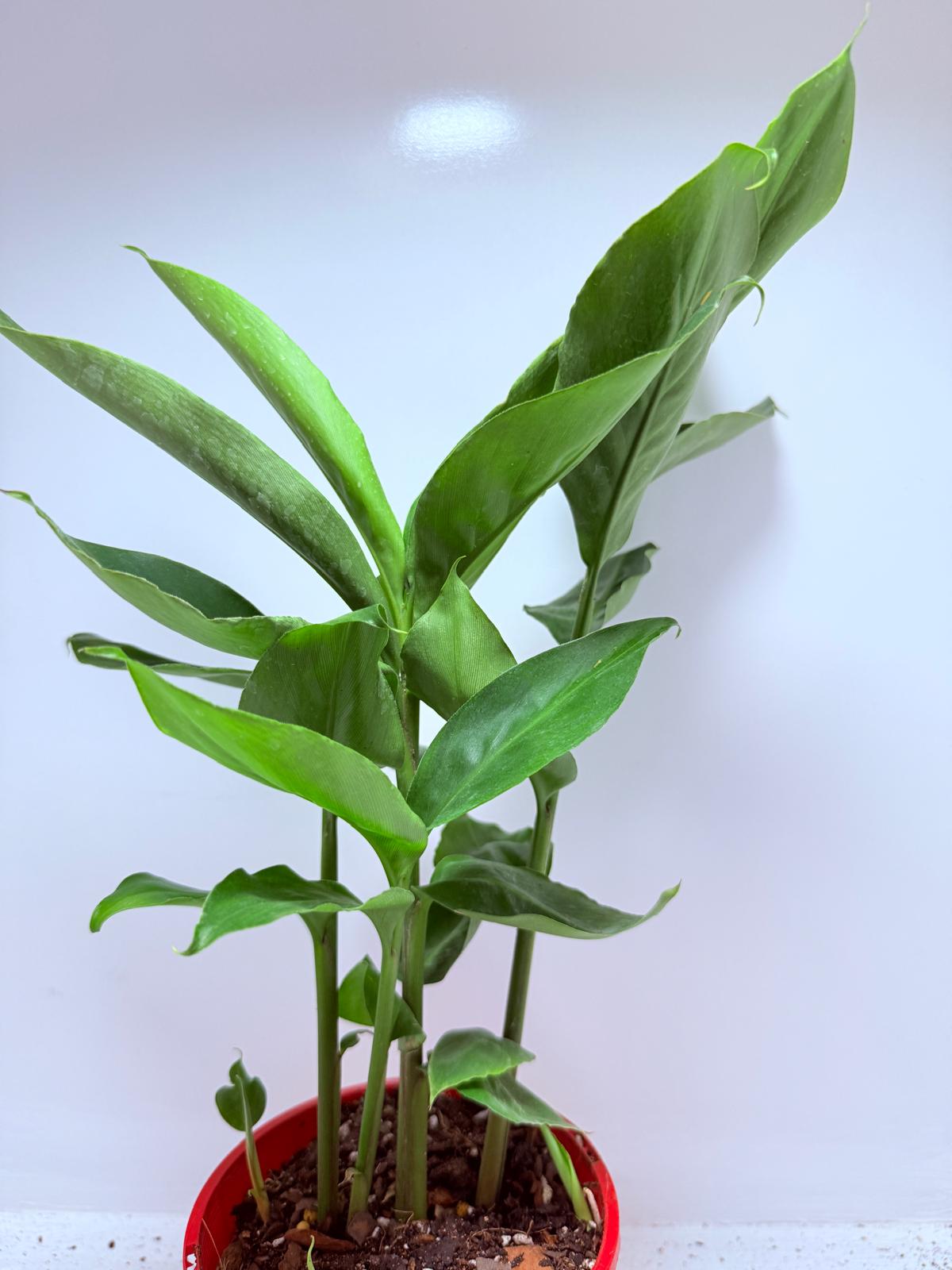 Alpinia nutans - Dwarf False Cardamom 200mm