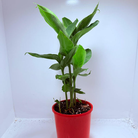 Alpinia nutans - Dwarf False Cardamom 200mm