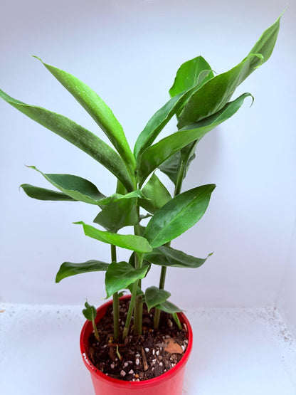 Alpinia nutans - Dwarf False Cardamom 200mm