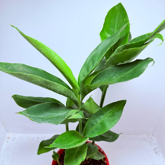 Alpinia nutans - Dwarf False Cardamom 200mm