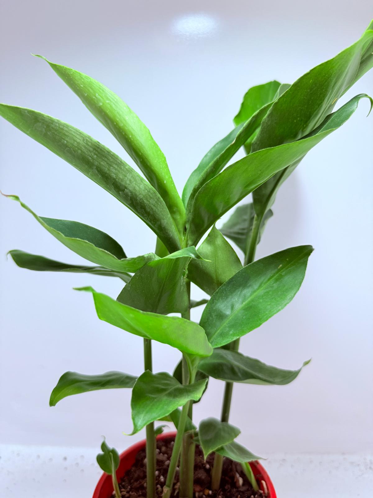 Alpinia nutans - Dwarf False Cardamom 200mm