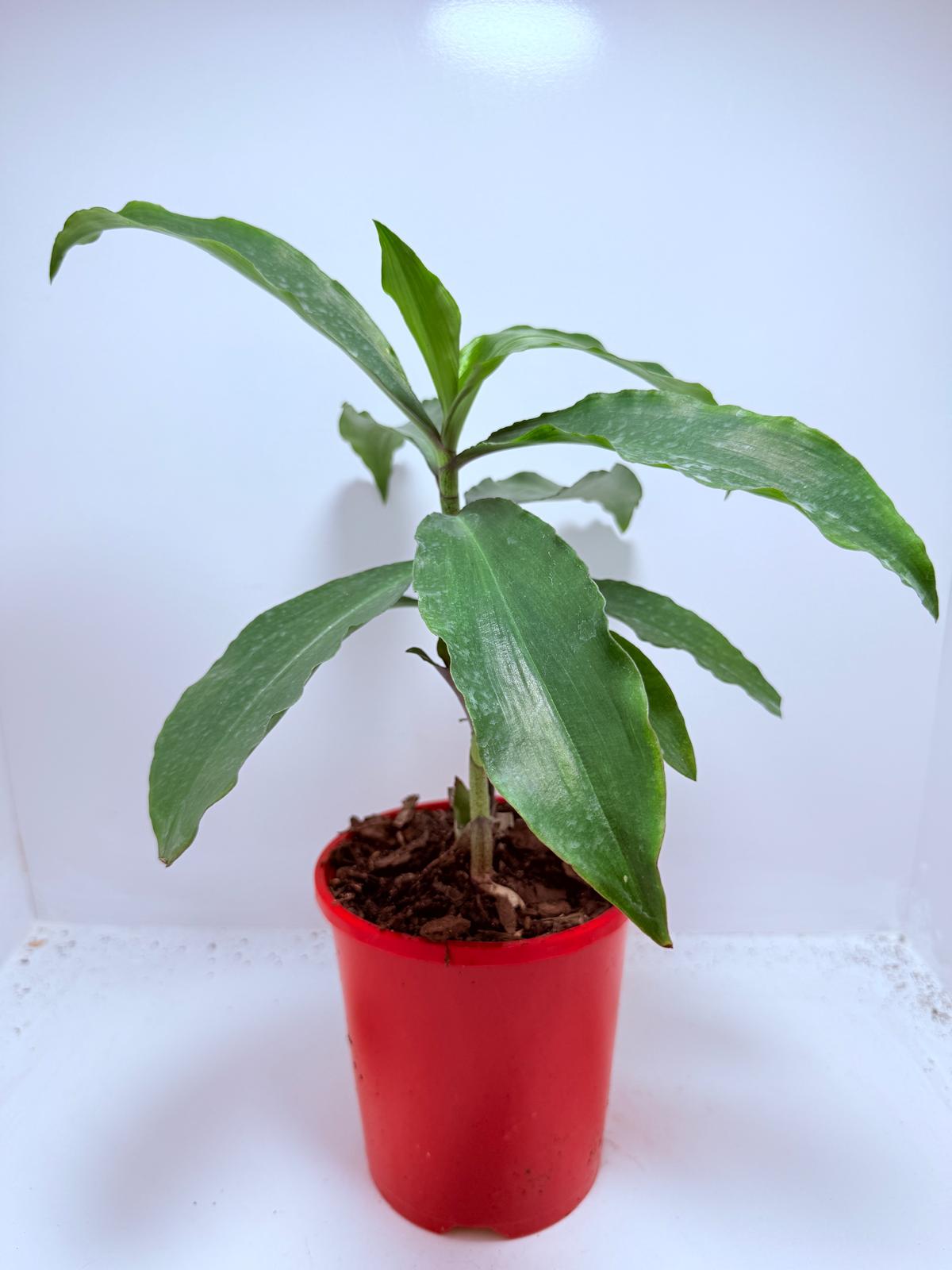 Blue Ginger (Dichorisandra thyrsiflora)