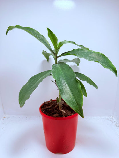 Blue Ginger (Dichorisandra thyrsiflora)