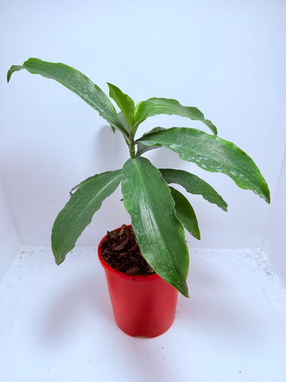 Blue Ginger (Dichorisandra thyrsiflora)