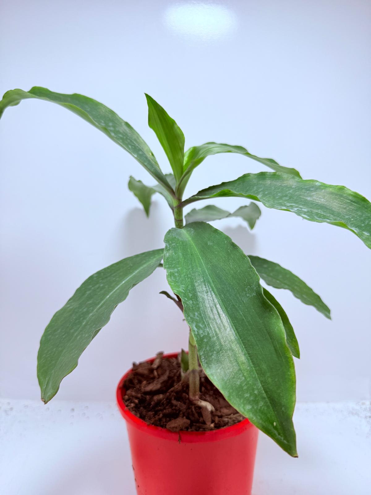 Blue Ginger (Dichorisandra thyrsiflora)