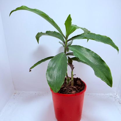 Blue Ginger (Dichorisandra thyrsiflora)