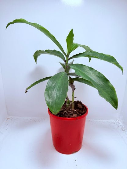Blue Ginger (Dichorisandra thyrsiflora)