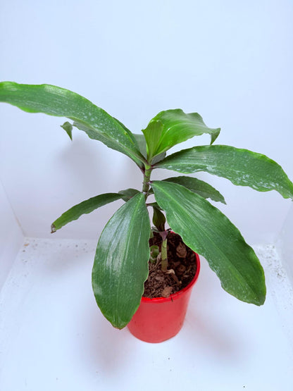 Blue Ginger (Dichorisandra thyrsiflora)