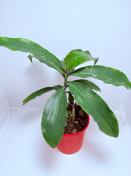 Blue Ginger (Dichorisandra thyrsiflora) 130mm