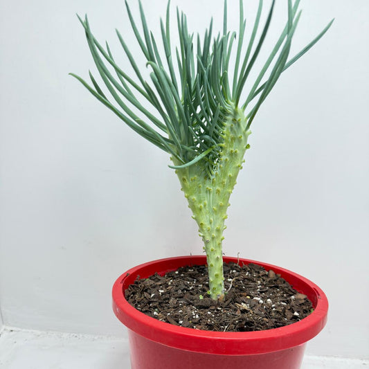 Mermaid Tail : Crested Senecio Talinoides - Narrow Leaf Chalk Stick #902