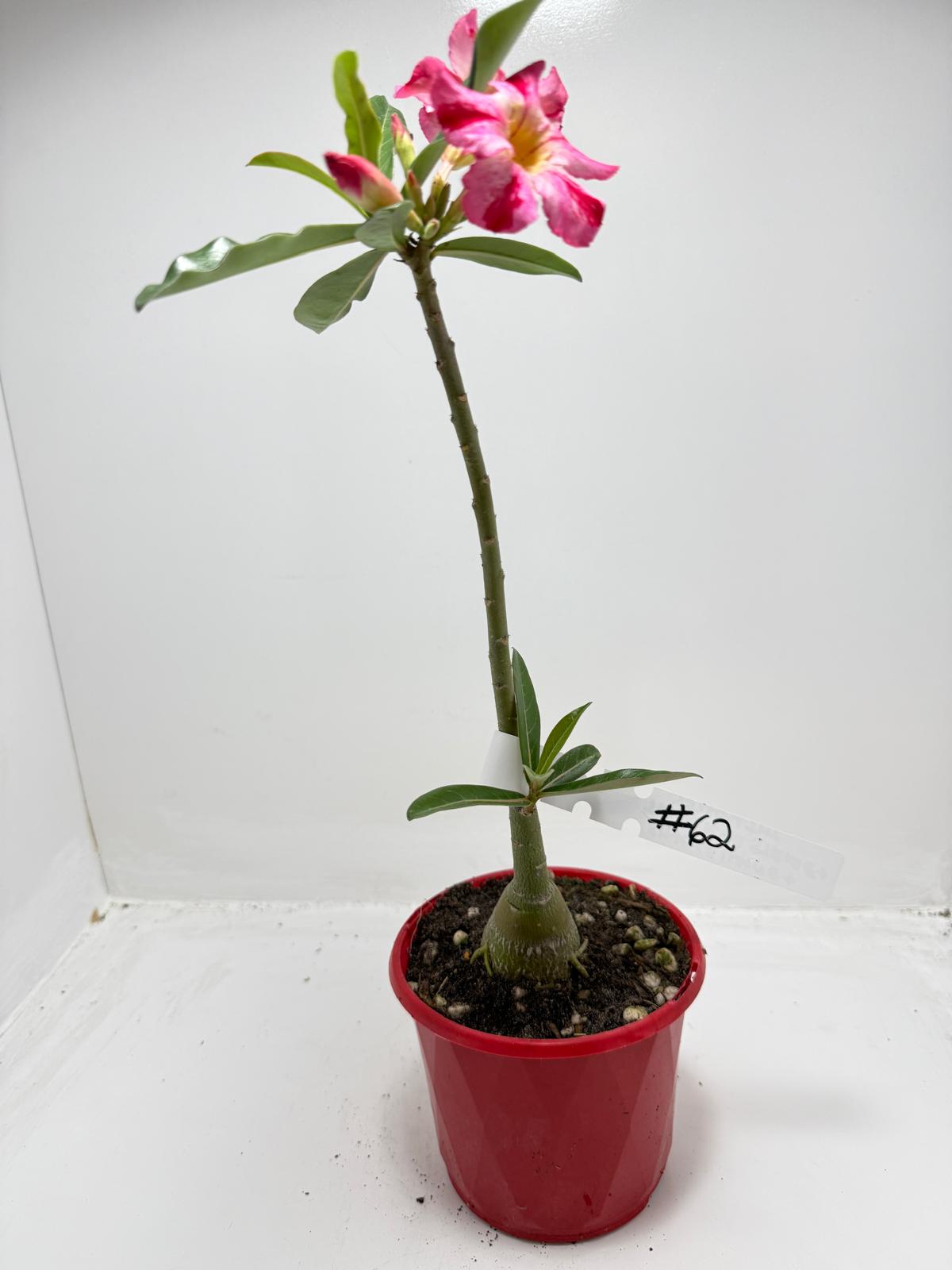Desert Rose - Adenium Obesum # 62
