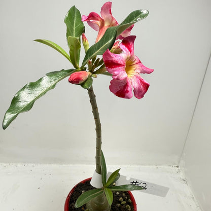 Desert Rose - Adenium Obesum # 62