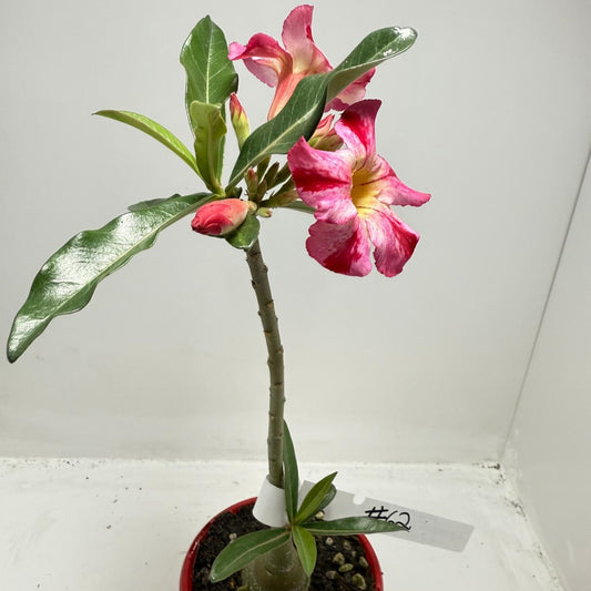 Desert Rose - Adenium Obesum # 62