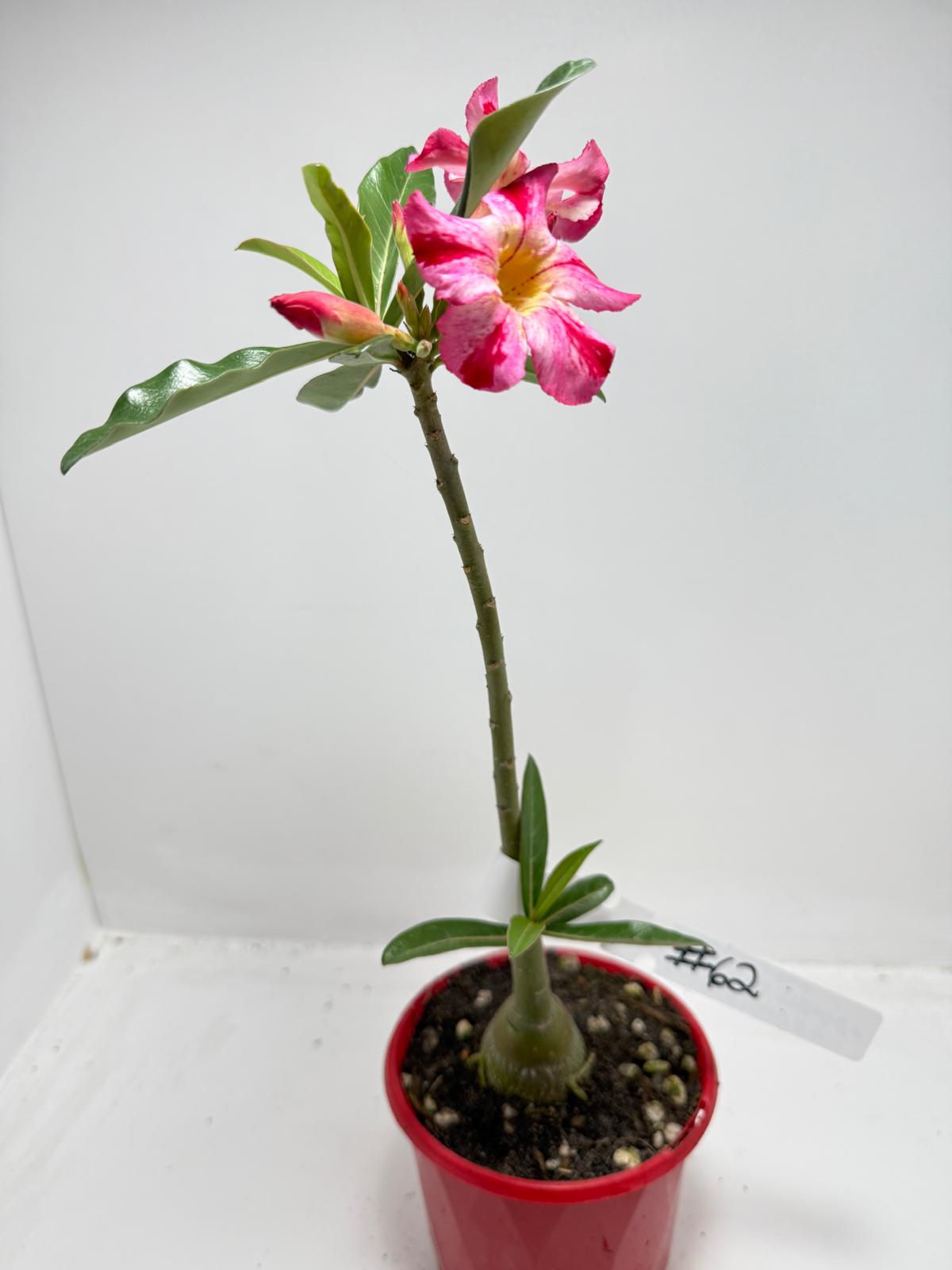 Desert Rose - Adenium Obesum # 62