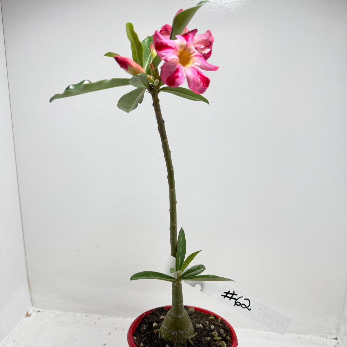 Desert Rose - Adenium Obesum # 62