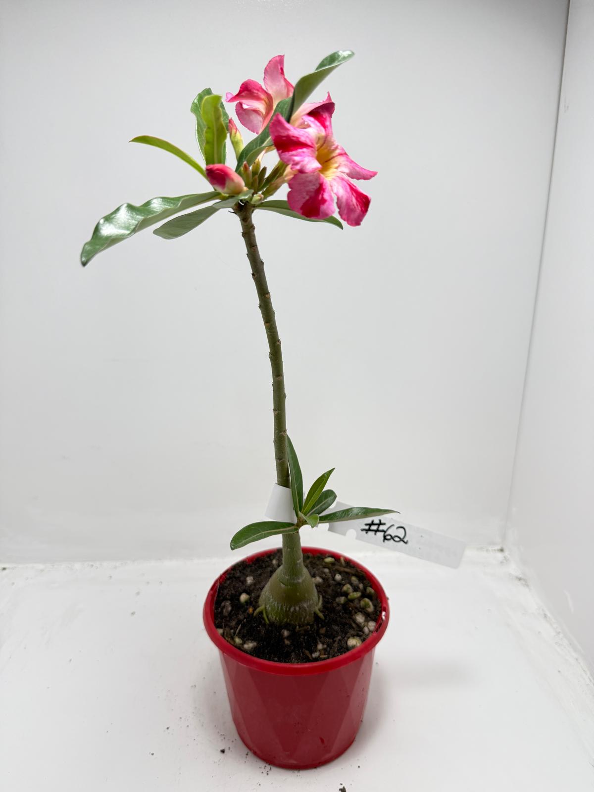 Desert Rose - Adenium Obesum # 62