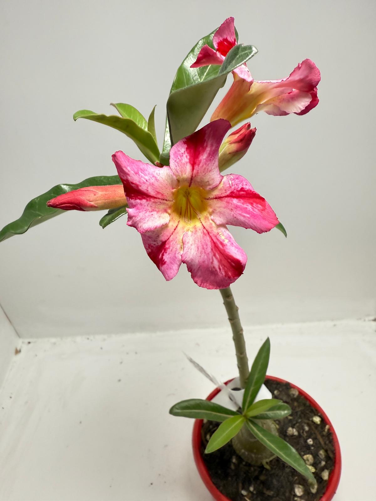 Desert Rose - Adenium Obesum # 62