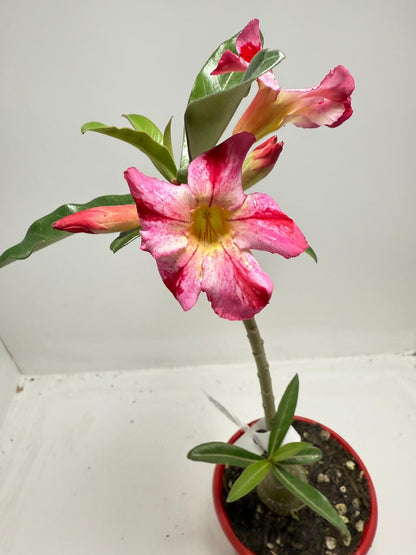 Desert Rose - Adenium Obesum # 62