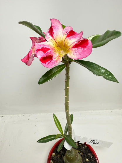 Desert Rose - Adenium Obesum # 62