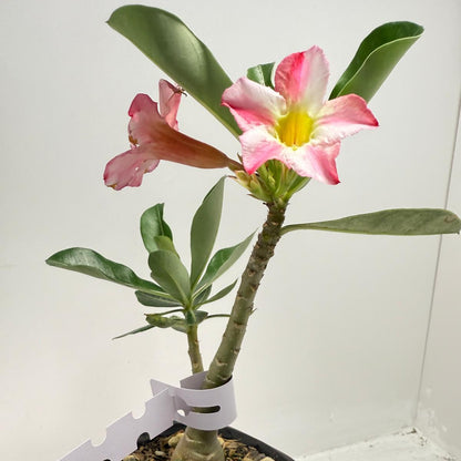 Desert Rose - Adenium Obesum #9
