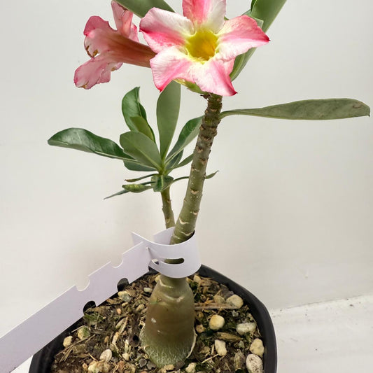 Desert Rose - Adenium Obesum #9