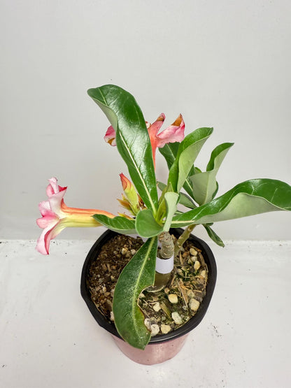 Desert Rose - Adenium Obesum #9