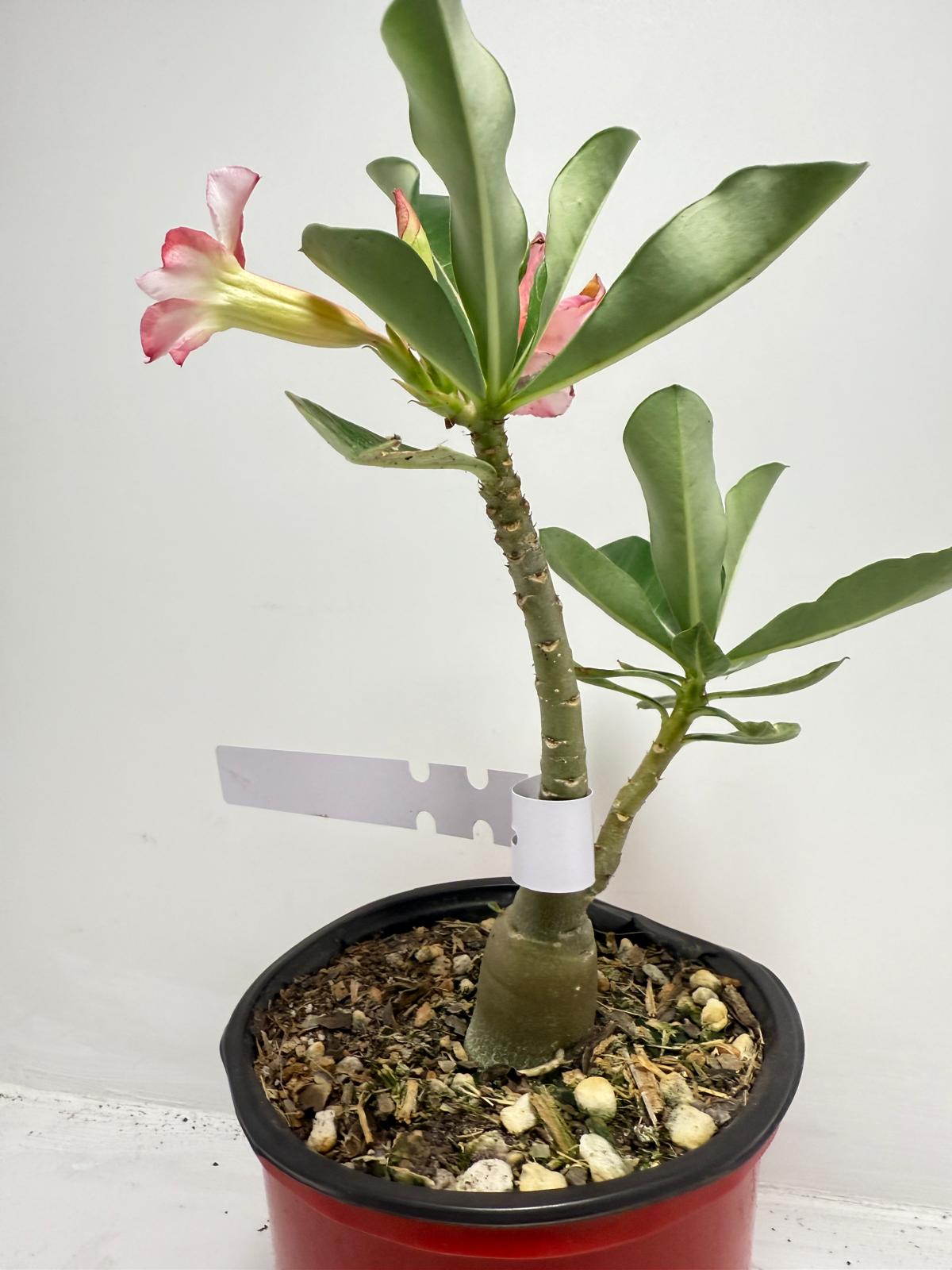 Desert Rose - Adenium Obesum #9