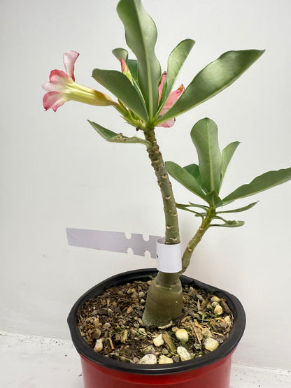 Desert Rose - Adenium Obesum #9
