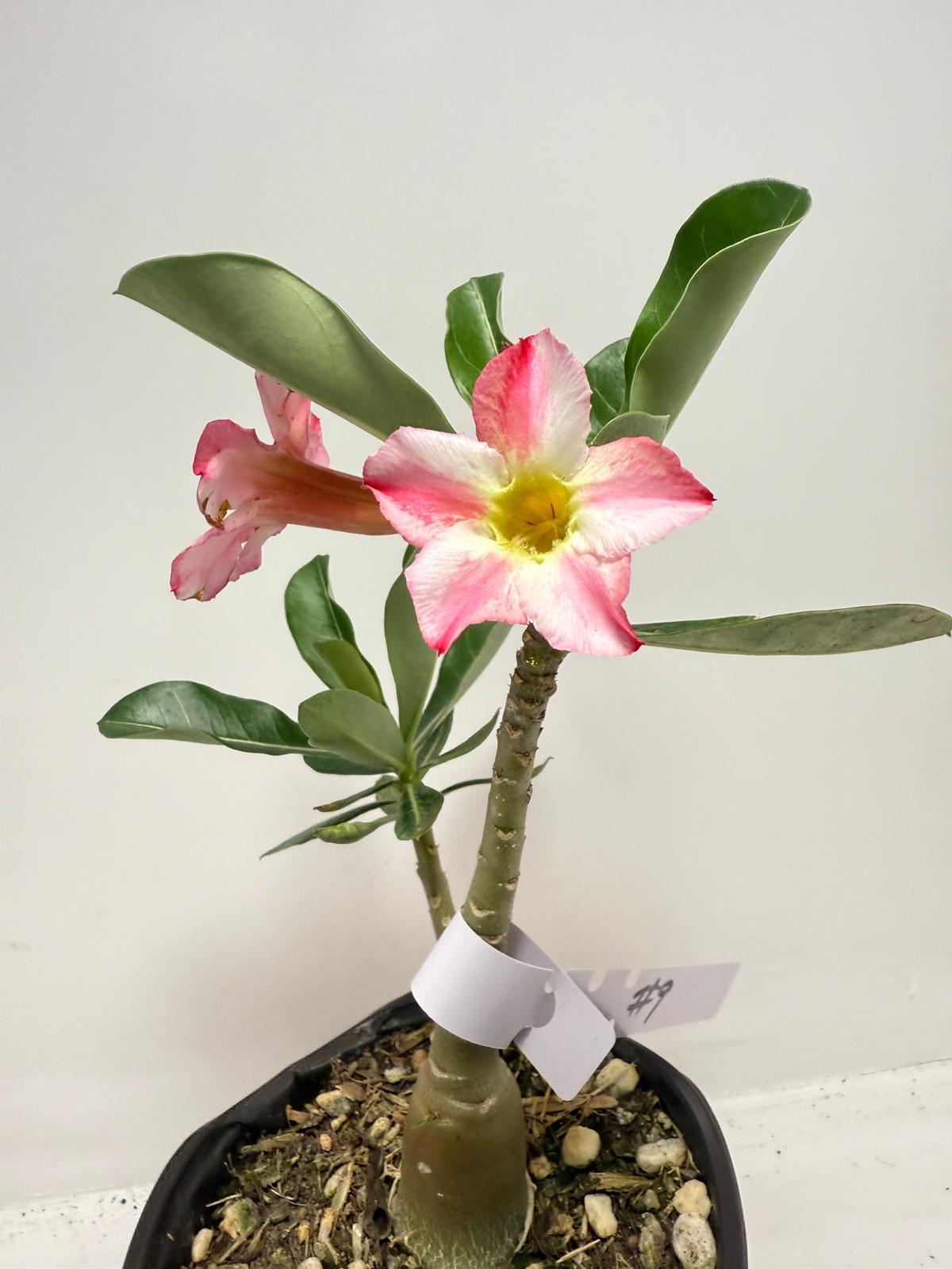 Desert Rose - Adenium Obesum #9