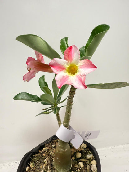 Desert Rose - Adenium Obesum #9