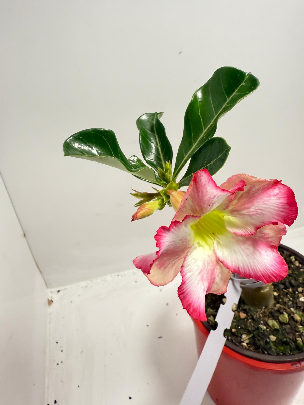 Desert Rose - Adenium Obesum #2