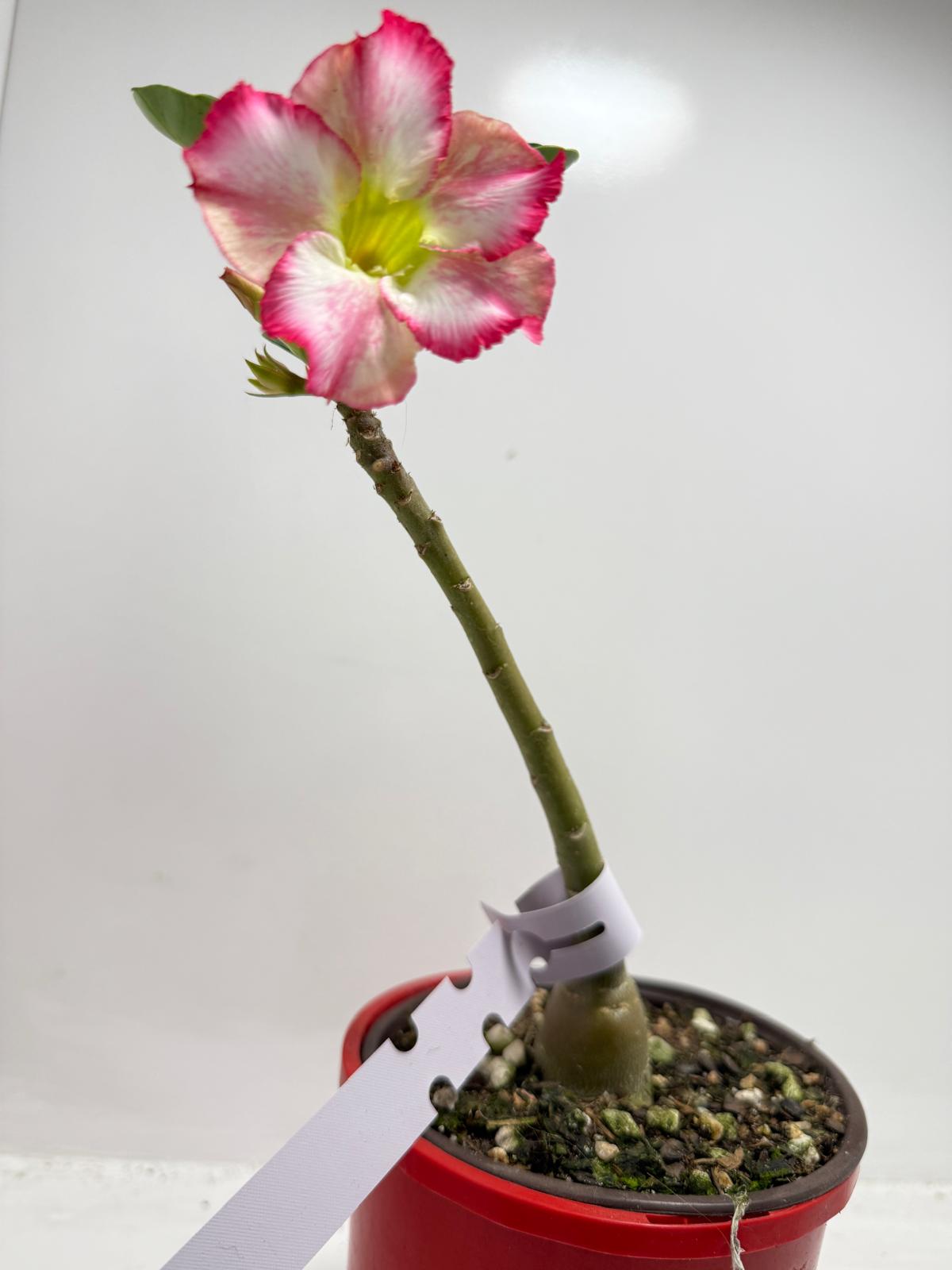 Desert Rose - Adenium Obesum #2