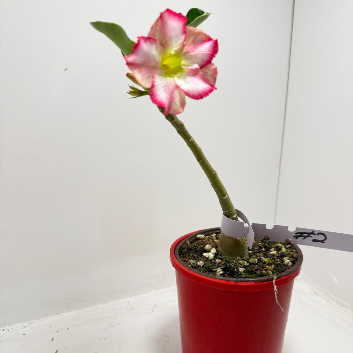 Desert Rose - Adenium Obesum #2