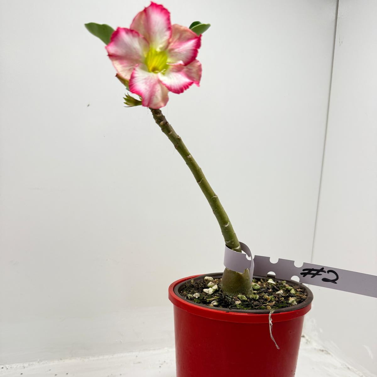 Desert Rose - Adenium Obesum #2