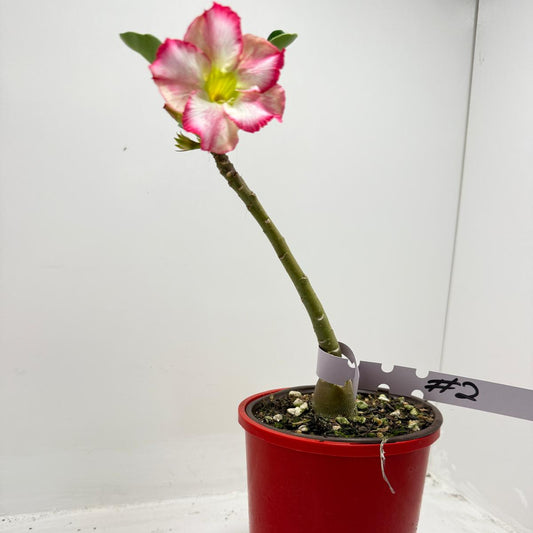 Desert Rose - Adenium Obesum #2