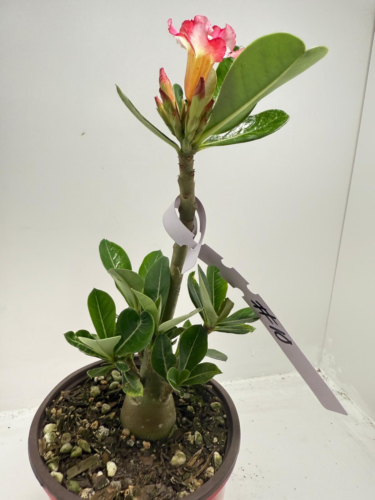 Desert Rose - Adenium Obesum #10