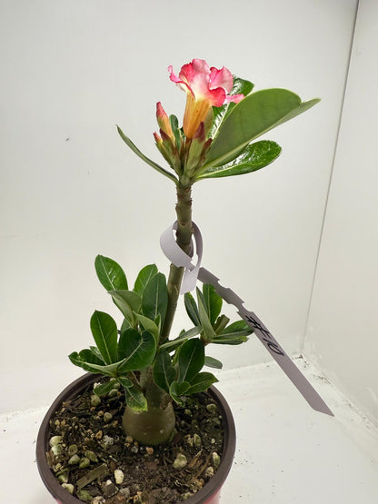 Desert Rose - Adenium Obesum #10