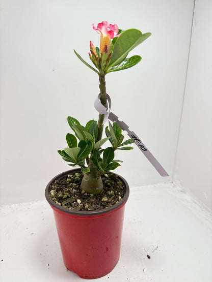 Desert Rose - Adenium Obesum #10