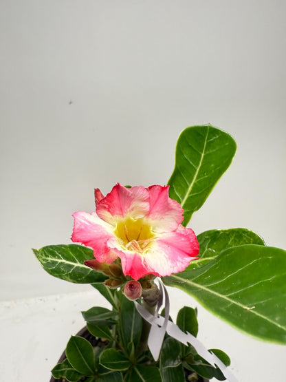 Desert Rose - Adenium Obesum #10