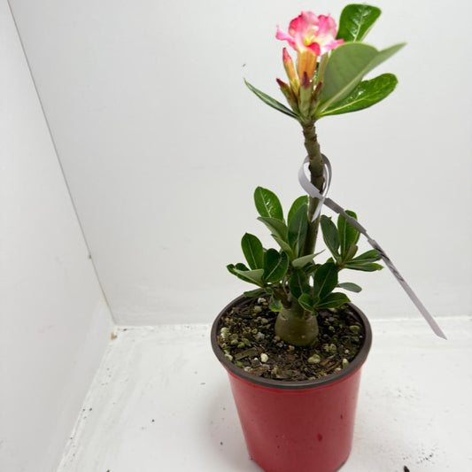 Desert Rose - Adenium Obesum #10