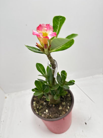 Desert Rose - Adenium Obesum #10