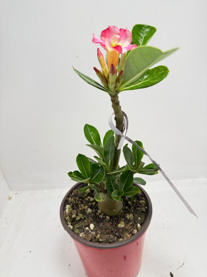 Desert Rose - Adenium Obesum #10