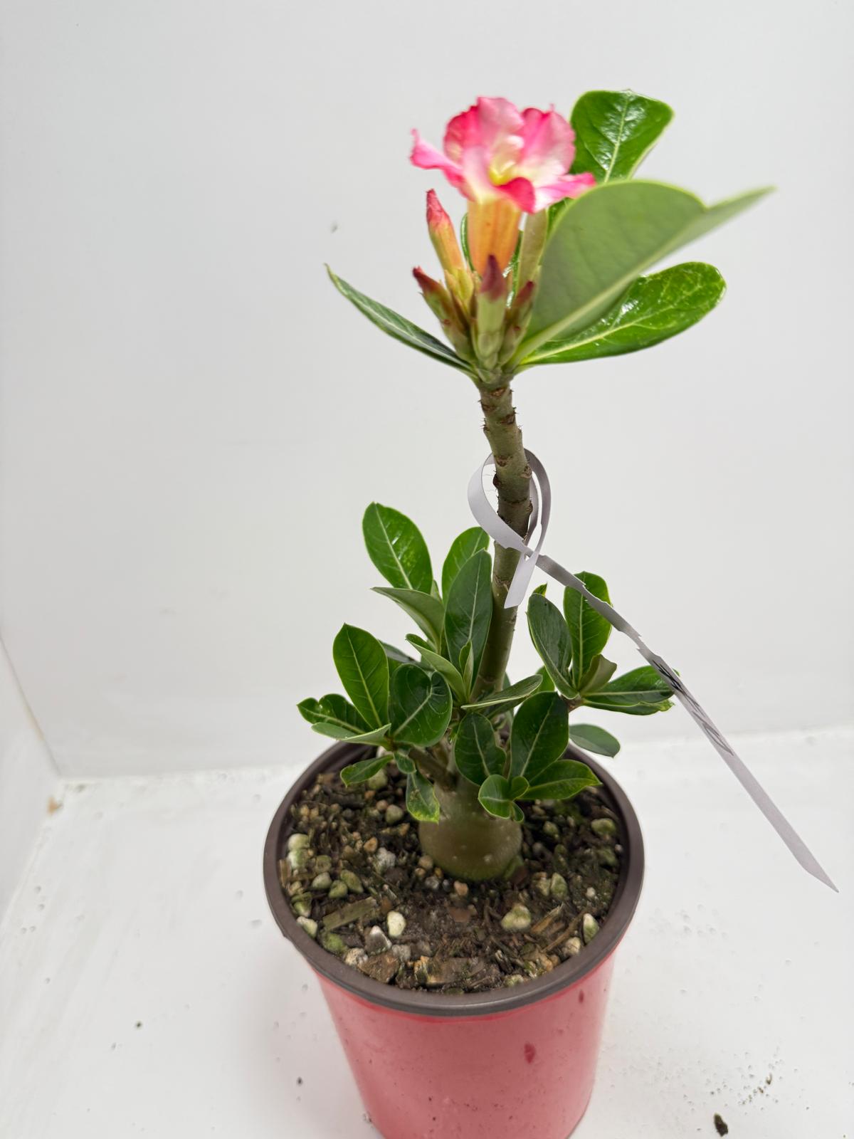 Desert Rose - Adenium Obesum #10