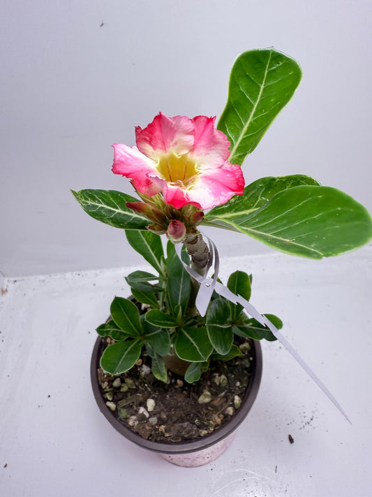 Desert Rose - Adenium Obesum #10