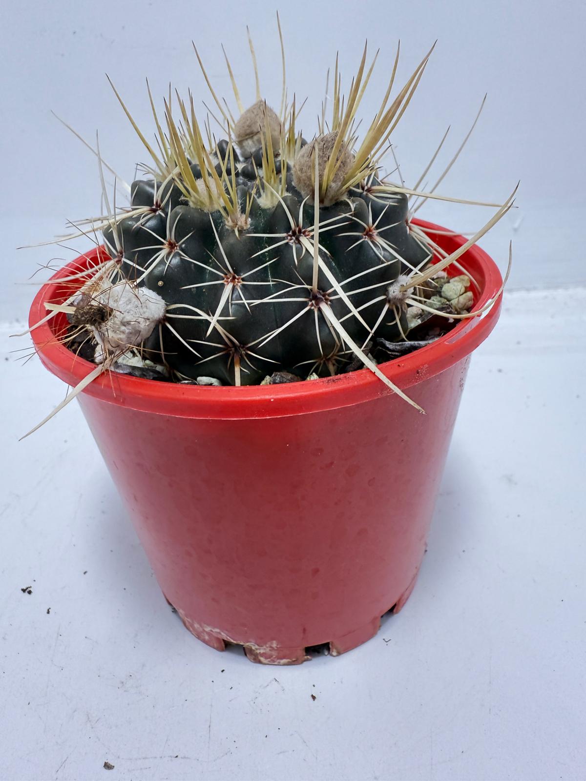 Cacti - Parodia Mammulosa